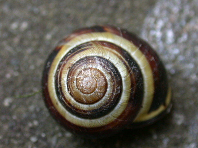 Cepaea (Cepaea) nemoralis (Linnaeus, 1758)